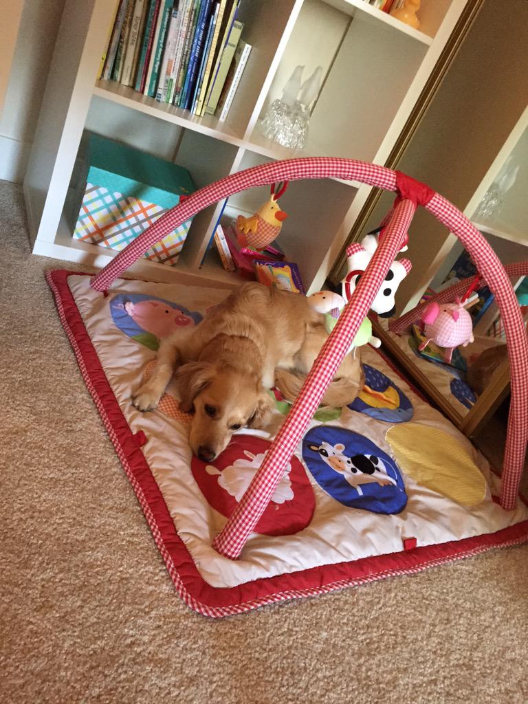 LMCutler's tweet photo. @PotteryBarnKids - did you know that your Farmyard Activity Gym doubles as a dog bed? http://t.co/8Y8jL7h9Si