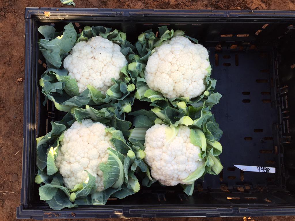 rachel_palumbo_'s tweet photo. @SeminisSeeds new cauliflower with brilliant white curds.. getting #betterwitheverygeneration http://t.co/dZAR0vcClF