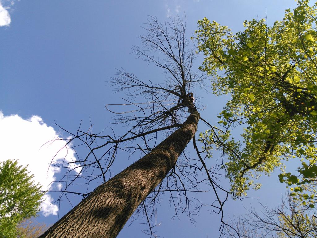 badbrad6295's tweet photo. This is what I was in today dead ash tree over the house I was up there lol
#Dedication http://t.co/CLVRvqQVuw