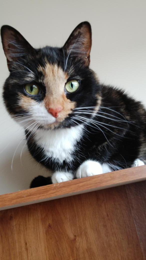 gingerbobbi's tweet photo. Kitty! ❤😻 http://t.co/AGPace9NVq