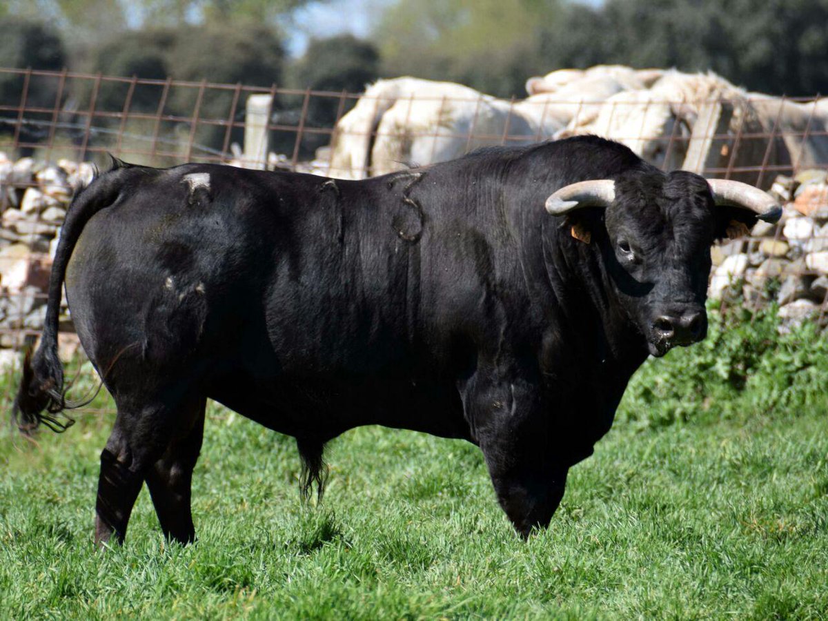 MaestriayElegan's tweet photo. I Toro de Cajón en Vitigudino http://t.co/Twn6MI6saz http://t.co/jey3IGfhZV