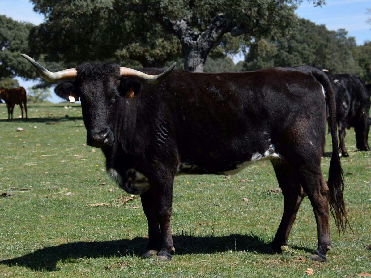 MaestriayElegan's tweet photo. I Toro de Cajón en Vitigudino http://t.co/Twn6MI6saz http://t.co/jey3IGfhZV