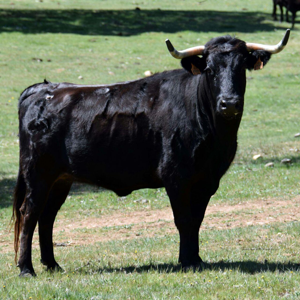 MaestriayElegan's tweet photo. I Toro de Cajón en Vitigudino http://t.co/Twn6MI6saz http://t.co/jey3IGfhZV