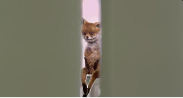 Because I'm a Guy tweet media