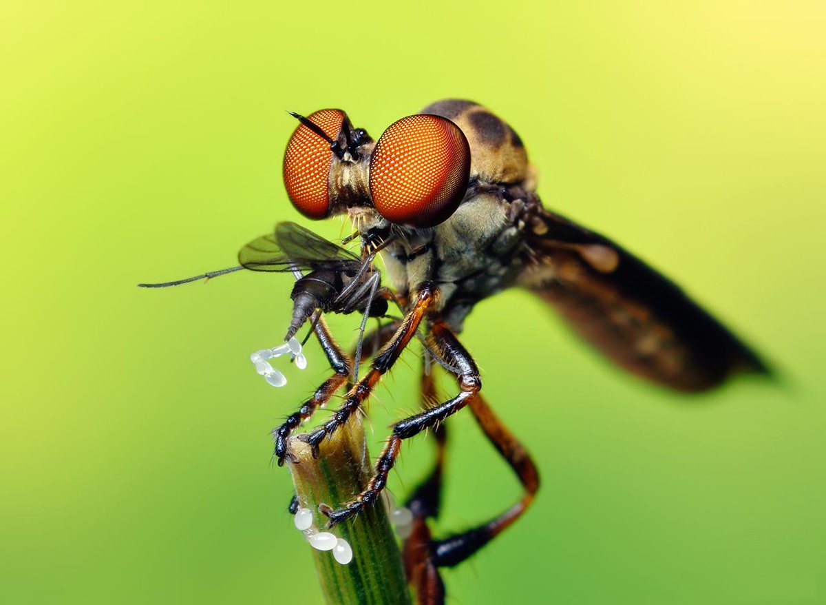 pbasconcillo1's tweet photo. Happy #worldrobberflyday ! Here are some fun facts: 
http://t.co/7LjqxCILfl http://t.co/EvTEQE6Iaf