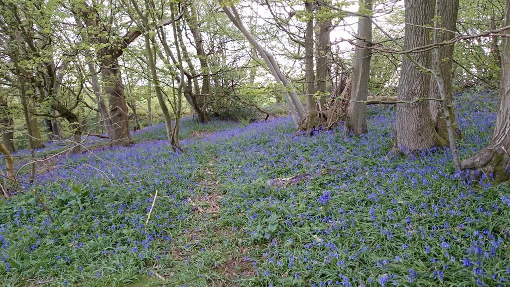 With <a href="/LliamRooney/">Botany Bill</a> aka Botany Bill to find perfect #filmlocation for @CVOCCharity and all he does is look at flowers!