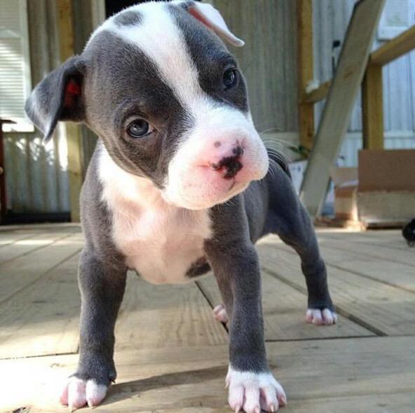 PitbuIIs's tweet photo. http://t.co/NC4VWBQayw