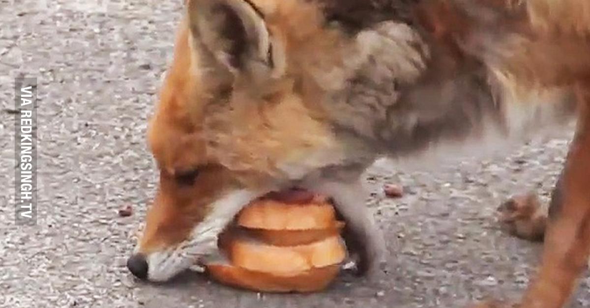REDKINGSINGH's tweet photo. This Fox Is Better At Making Sandwiches Than Your Drunk College Roommate (Video) - http://t.co/pcbwOT7WGN RT http://t.co/uZHkXPool1