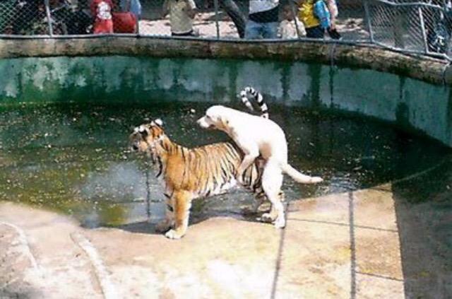 Things had gotten out of control at the zoo tiger did what it had to do