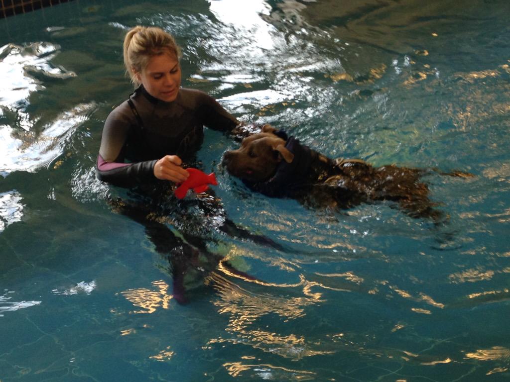 Jaspergratt's tweet photo. Guess where I've been?@SupervetNF @fitzpatrickref #25lengths #gettingstronger #keepingfit #legmobility #FUN #LOVE ❤️🐾 http://t.co/zOzr8TXLKd