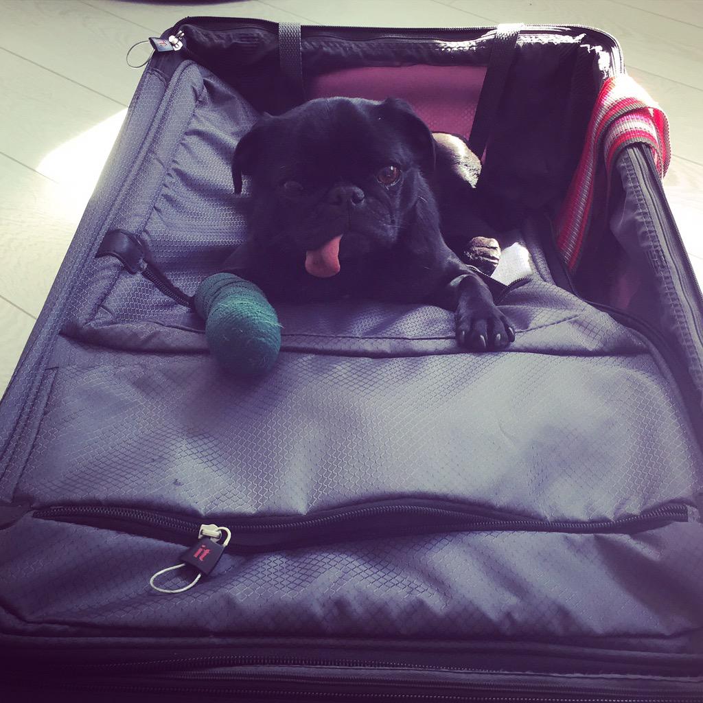 Missy wants to go on holiday #pug #pugs #blackpug #blackpugoftheday