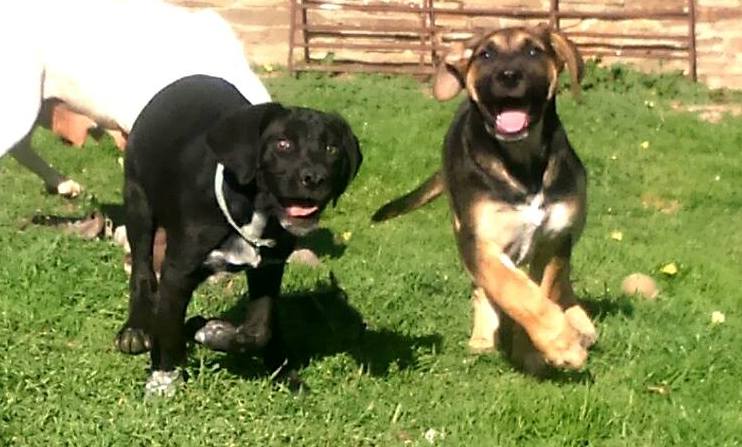 ADASNPerrikus's tweet photo. ¿Cómo puede ser que nadie se haya fijado aún en los hermanitos OSO y ZOE? Tienen casi 4 meses https://t.co/WLoYm0wwDm http://t.co/xrtCXIrRVt