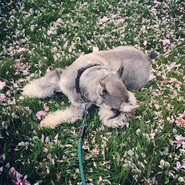 muffinjai's tweet photo. #CherryBlossom #Sakura #桜 🌸 @cherryblossomfestyvr @officialvcbf #VCBF2015 http://t.co/LW7fCcz3I6 #minischnauzer #… http://t.co/F1ljoBOKRg