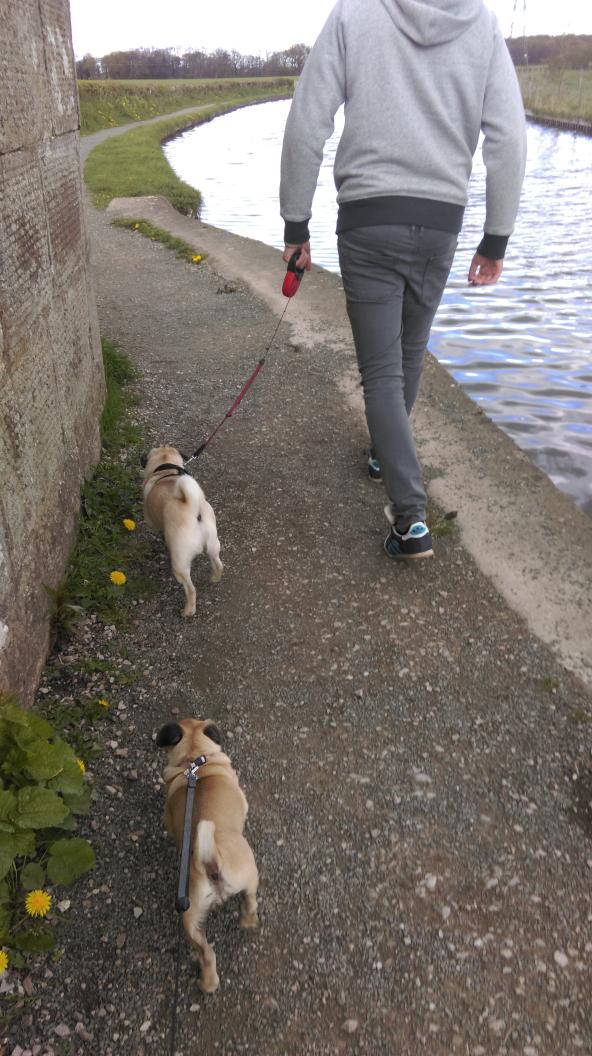 gatsby_the_pug's tweet photo. Jeez I'm tired, full day of playing at guys court πΎ #sleepypugs #puglife #pugdate http://t.co/xuWWeSKJGn