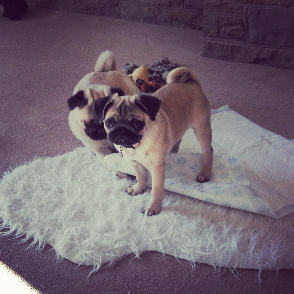 gatsby_the_pug's tweet photo. Jeez I'm tired, full day of playing at guys court πΎ #sleepypugs #puglife #pugdate http://t.co/xuWWeSKJGn