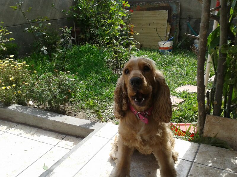leslylamadrid's tweet photo. #CMmimascotafavorita Liby hermosa http://t.co/BssgJBd1rx