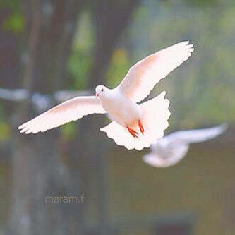 slo_s31's tweet photo. : 🎼
.
.
الاواهني الطيرلاضاق صدره طار 
يشله جناحه من غثى الارض واللجه http://t.co/fXw8XHpi8Z
