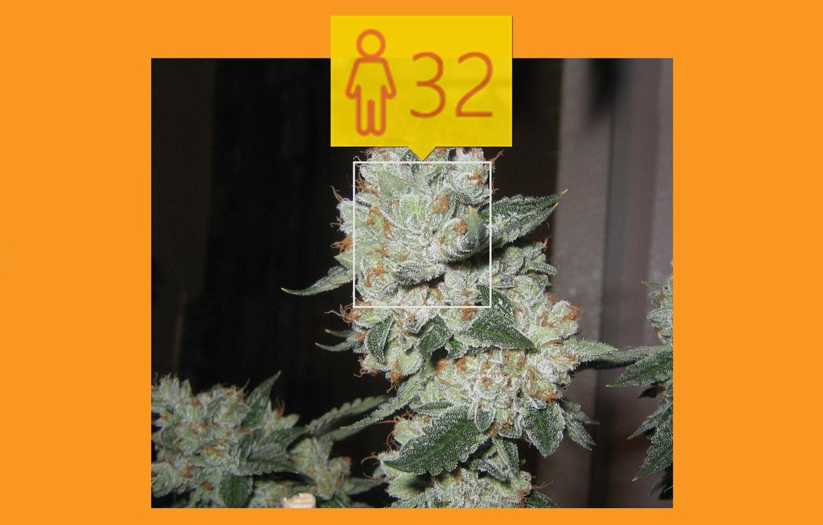 weedbiblecom's tweet photo. lol u crazy for this one microsoft http://t.co/O9MdWvjHKs