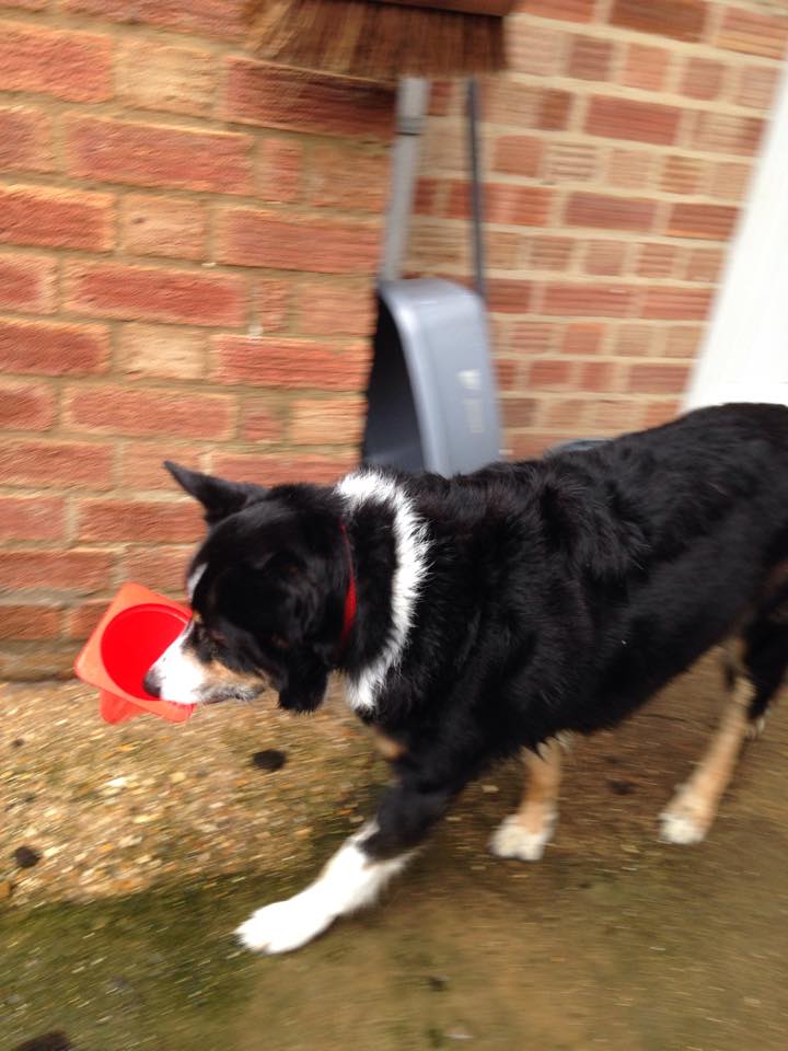 The_Animal_Team's tweet photo. http://t.co/JP5uhKWVtV @DianaVickers can u help us to #SaveKal we are £170 short pls #RT watch our video #TYVM http://t.co/ikyUWJEll8
