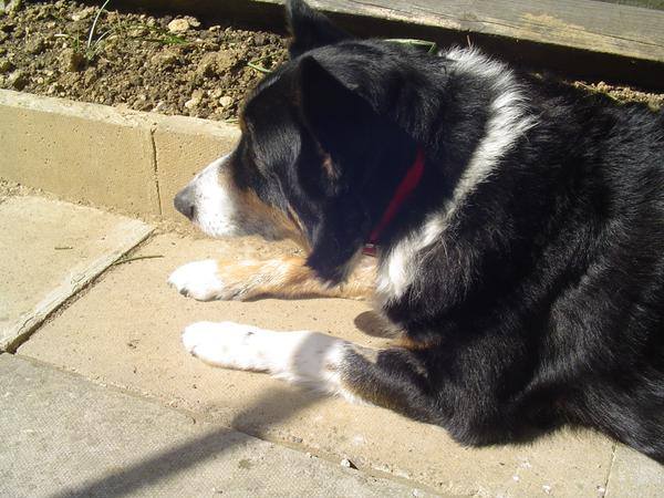 The_Animal_Team's tweet photo. http://t.co/JP5uhKWVtV @DianaVickers can u help us to #SaveKal we are £170 short pls #RT watch our video #TYVM http://t.co/ikyUWJEll8