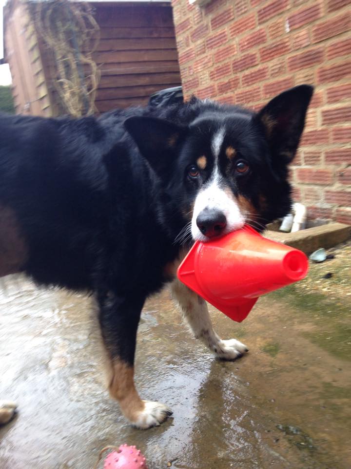 The_Animal_Team's tweet photo. http://t.co/JP5uhKWVtV @DianaVickers can u help us to #SaveKal we are £170 short pls #RT watch our video #TYVM http://t.co/ikyUWJEll8
