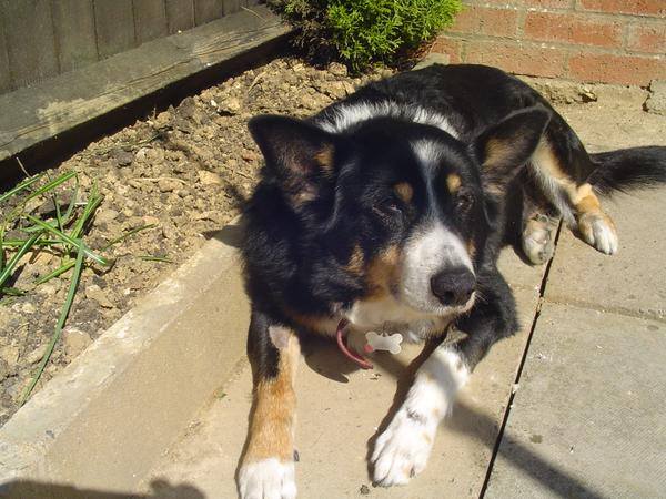 The_Animal_Team's tweet photo. http://t.co/JP5uhKWVtV Please #donate the price #coffee #chocolate we are #desperate #SAVEKAL £170 short #RT http://t.co/Gsjhbgtqdp