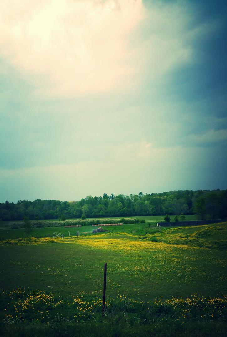 SimplifiedYogi's tweet photo. Tennessee afternoon snapshot. Beauty everywhere. #beherenow #wildflowers http://t.co/awGQ1xqQP8