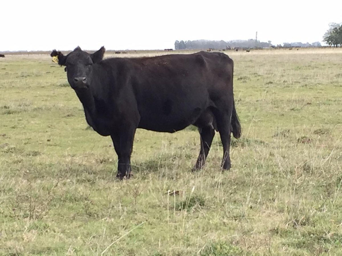 Intercarnes's tweet photo. En Ayacucho ofrecemos 25 vacas A. A negras, paridas, con terneros de 1 mes y medio. Consultas: info@intercarnes.com http://t.co/DQ3GrA8Ddu