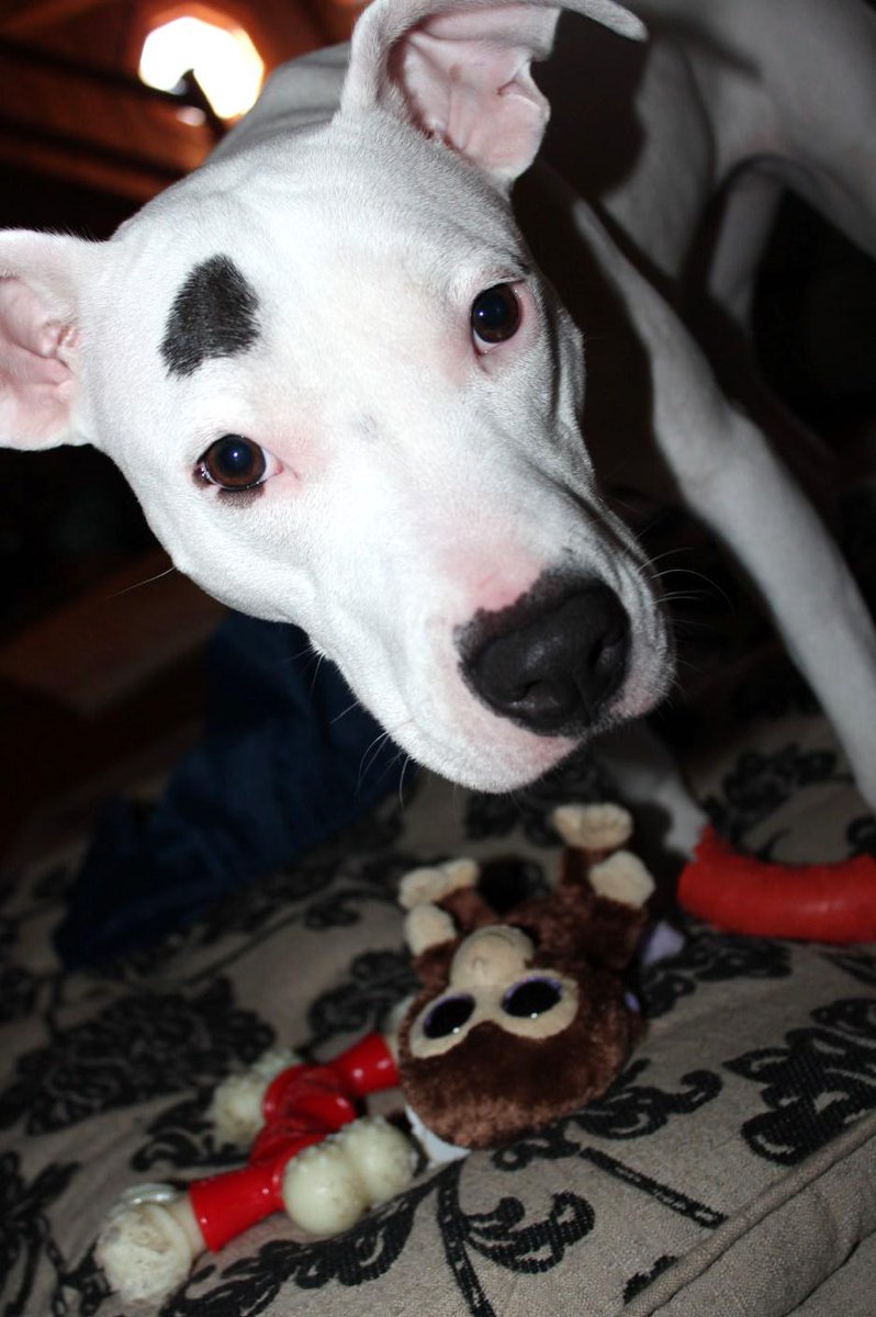 RescuedWho's tweet photo. Hands off my monkey. http://t.co/EjCJFpeh0n