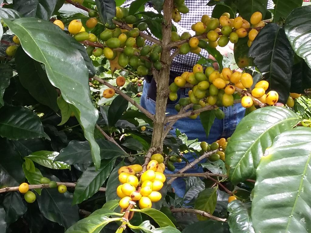 Antis Coffee tweet media