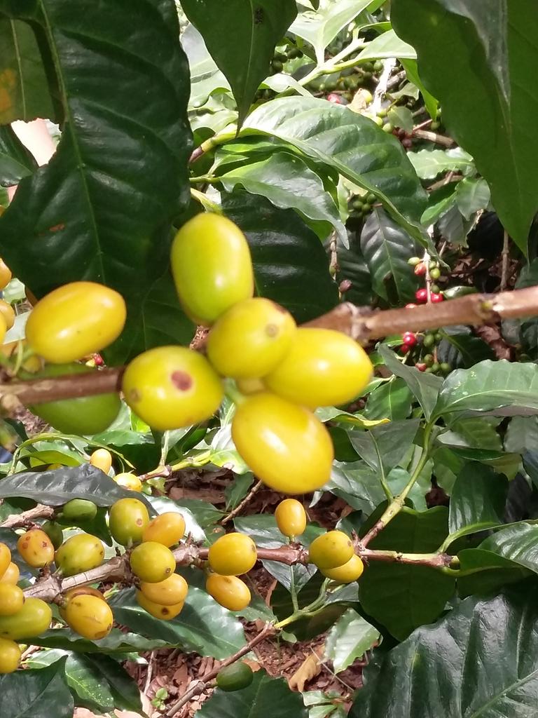 Antis Coffee tweet media