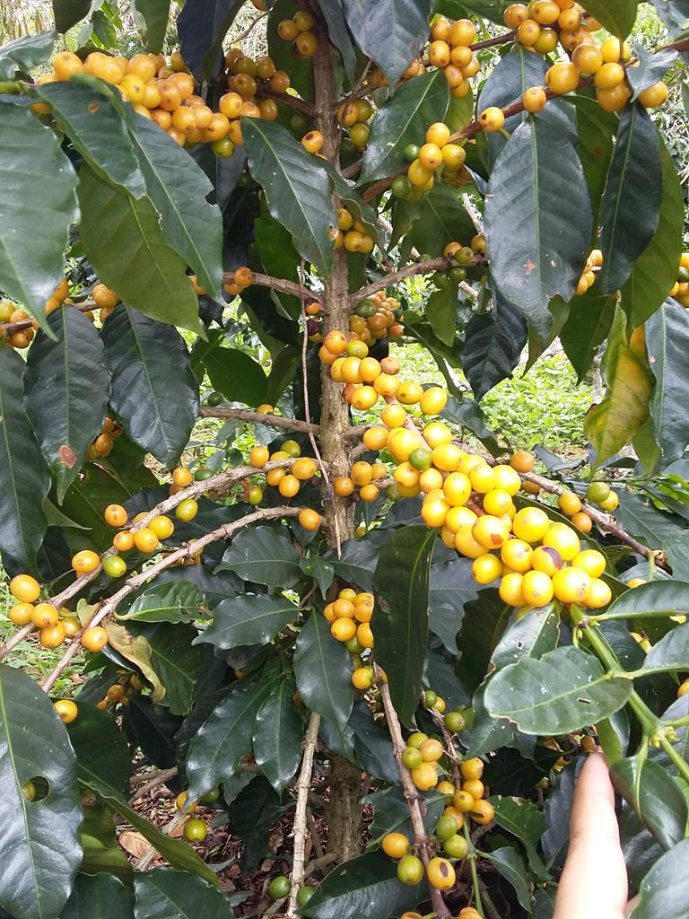 Antis Coffee tweet media