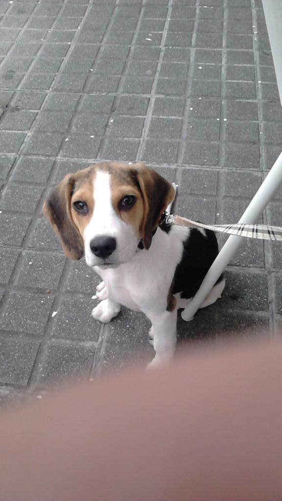 LaikaStrummer's tweet photo. Todo o meu apoio canino para @ordenanzaperros
Venceremos!
#EuMexoOndeQuero
#EuSonLibre http://t.co/npqv3XZl3s