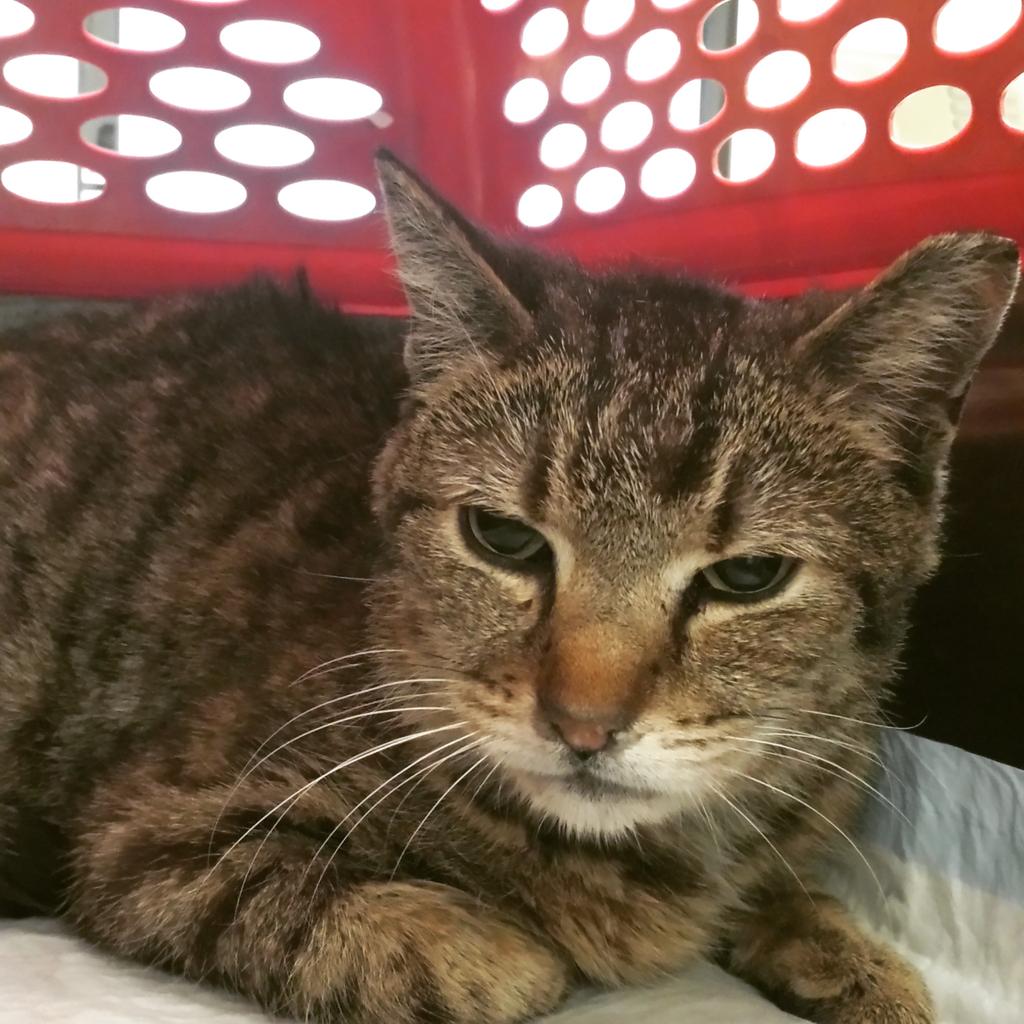 harlemcats's tweet photo. RIP sweet baby! She had FIP and we ended her pain. :( #ripbaby #tnr #rescuecats http://t.co/gih2iCJ5ko