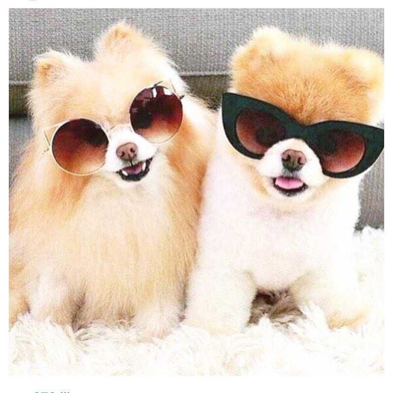 Robynellalou's tweet photo. “@RealFitnessFun: You are not a dog. http://t.co/RJrydmDPfS” yes we are @larisa89 !! 🐶🐶🐐 http://t.co/v7eoV6ejLL