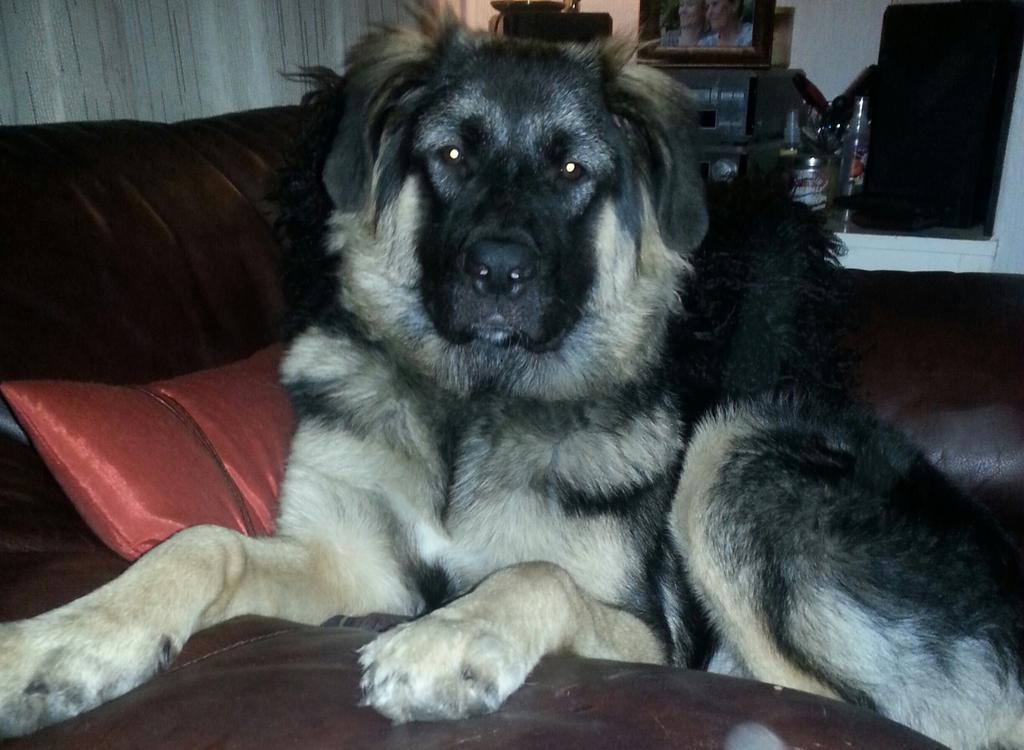 CanadianKat1's tweet photo. @dogcelebration Daisy posing pretty for the comp :) #DogCelebrationComp xx http://t.co/paUhyJjEmr
