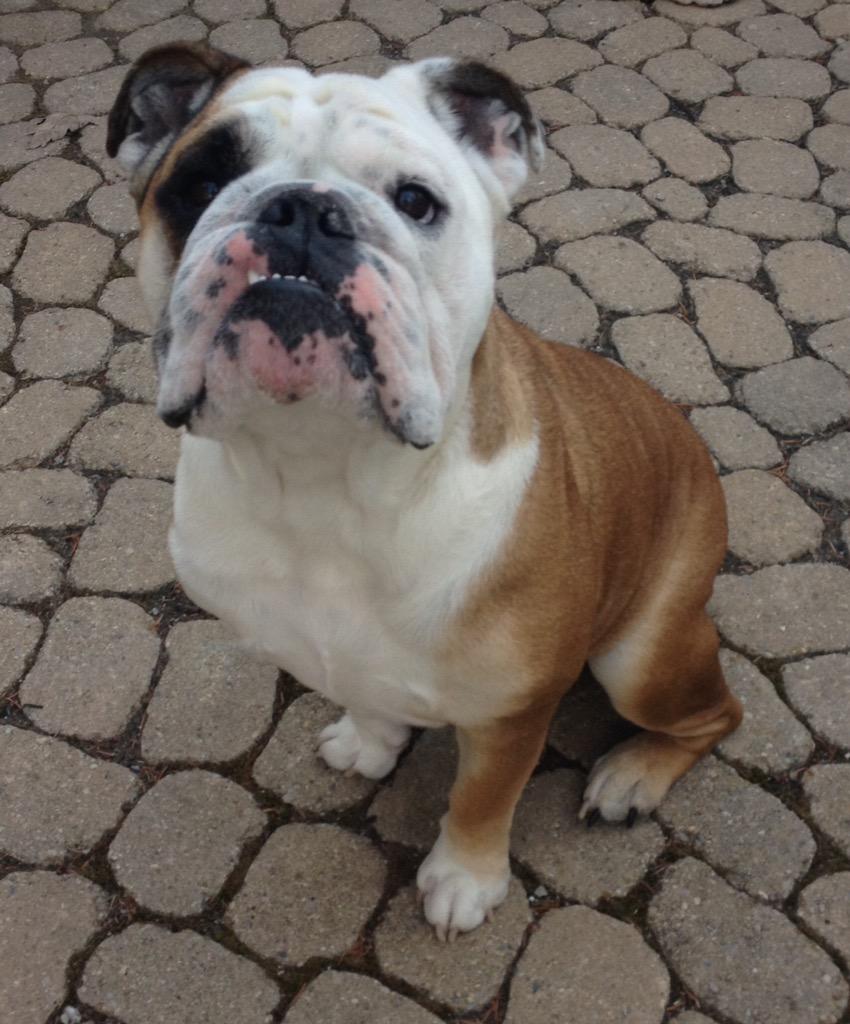 Louise_1996's tweet photo. @dogcelebration #DogCelebrationComp one last entry of the English Bulldog in Canada, Monty! http://t.co/RMkTM2e12h