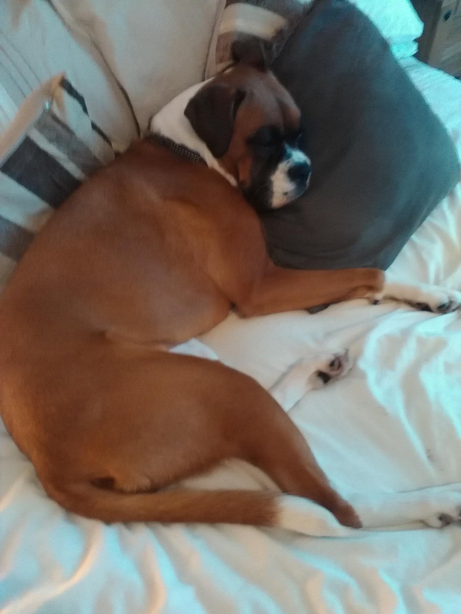 DbDebbie2667's tweet photo. @dogcelebration I would like to enter my boxer Syrah in the #DogCelebrationComp http://t.co/qsbUsaUrWL