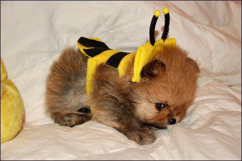 relationship662's tweet photo. When you and Bæ decided to buy a dog http://t.co/nXA4eHHBDO