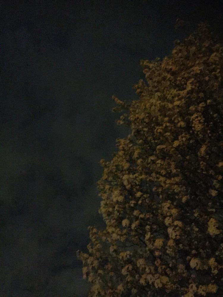 hancanJoy's tweet photo. Foggy Evening runs &amp; floral woods. Yes. Just yes. http://t.co/LQVasf4m0j