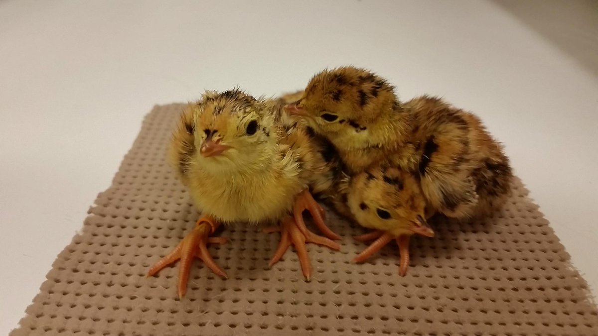 GHCAAZK's tweet photo. We are celabrating another #Houston local with Pints for Prairie Chickens @karbachbrewing Help these little ones http://t.co/P8Dfoj2WT0