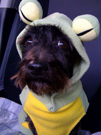 HelloSchnauzer's tweet photo. is it #frog ? I have no idea . anybody know ? pic by Brent Ozar http://t.co/Y9CpNXwFGX