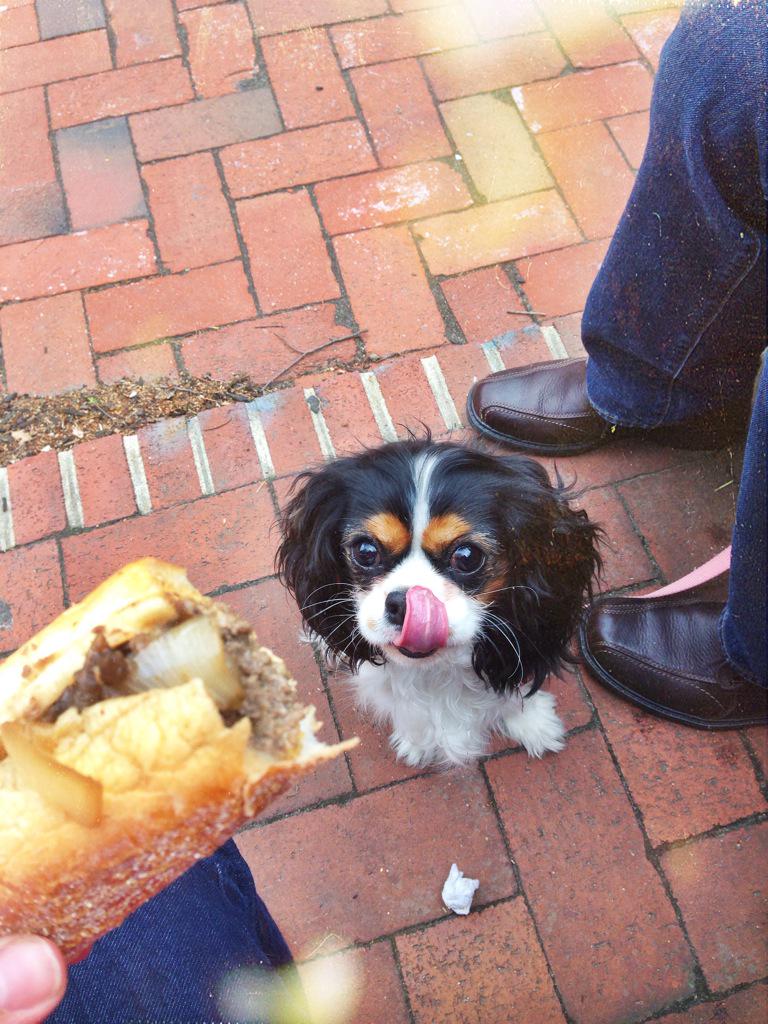 MatildaHermione's tweet photo. Hello @dogcelebration! Any other puppies like cheese steaks? #DogCelebrationComp #Philly #cheesesteak http://t.co/sV7HBuZcMi
