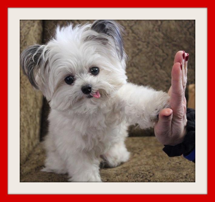 PetsPage's tweet image. High Five! ❤️💜💛💚💙💝🐶 #PetsPage