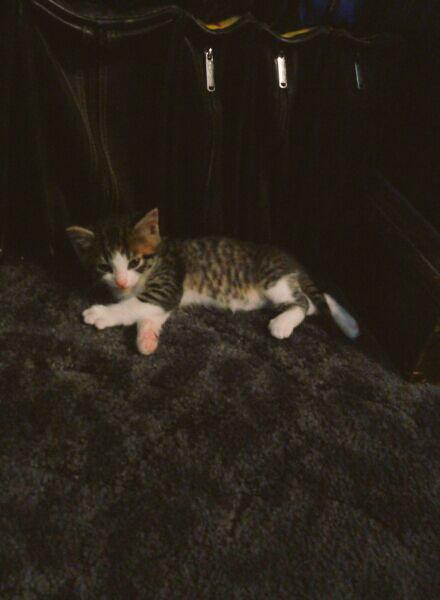 amanduhhxoxo's tweet photo. New edition to the family. #babycosmo http://t.co/ItpPFWyY2H