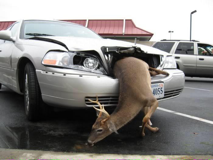 Fitzy1020's tweet photo. "FeerTheDeer" #GoBulls http://t.co/BFXo6LRJFA