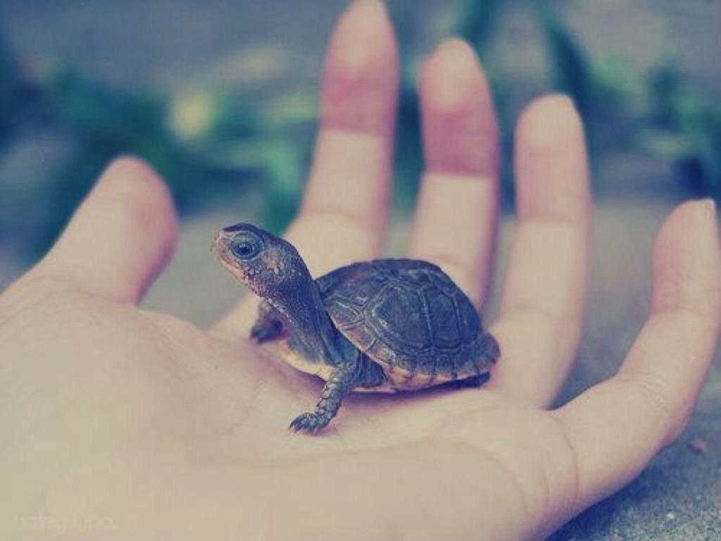 MiniHatter_'s tweet image. "Wook at my new pet twurtle his name is Larry Ron Cookie."