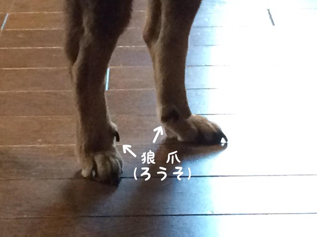 まりりん 小平市民 獣医さんでも珍しがられる狼爪 狼 犬の祖先 には指が５本あり その先祖がえりといわれています 散歩で削れないので切らないとダメ 一 B この子と過ごして15年 ずーっと月一の爪切りは欠かせません Http T Co G6opnhirxl