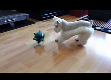 HelloSchnauzer's tweet photo. White #ToySchnauzer Charlie 
watch video : http://t.co/E8zo6FQwg0 http://t.co/NSsXIXtELY