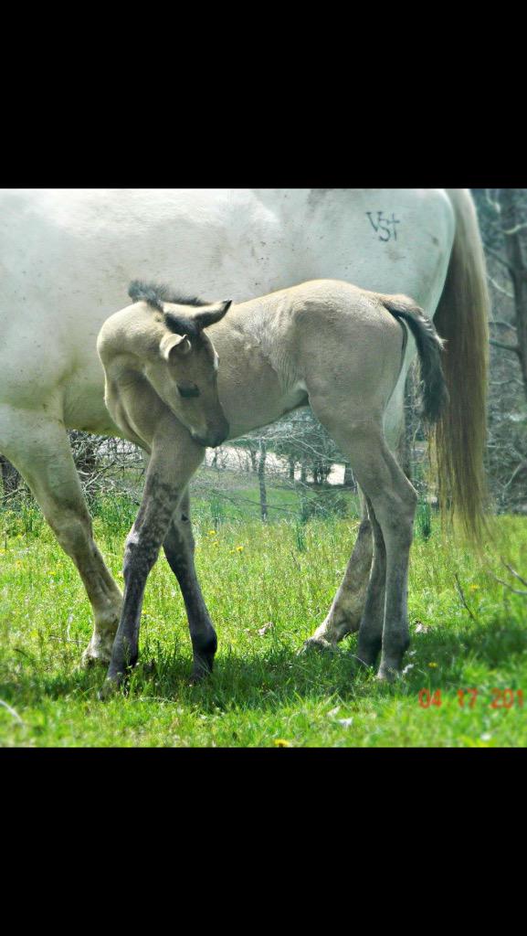 VanGundy Stables (@flybygeorge) on Twitter photo 